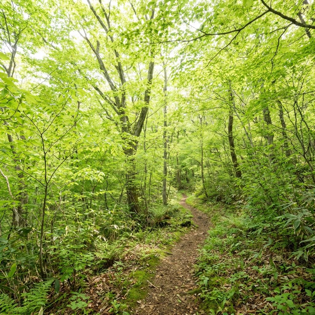 陽の光が透ける新緑の森